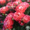 Spirit Abundance™ -Lovely Rose Shop Spirit Abundance 13