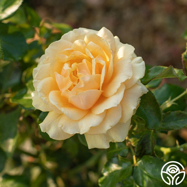 St. Tropez 3 St. Tropez