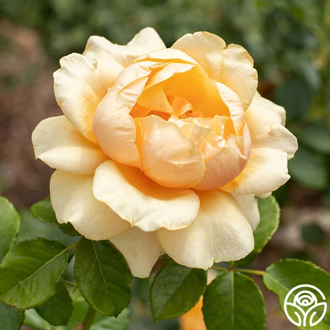 St. Tropez 6 St. Tropez - Image 4