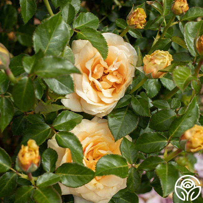 St. Tropez 8 St. Tropez - Image 6