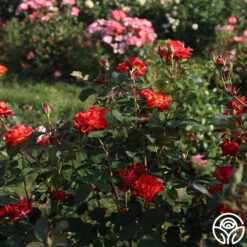 Sunrise At Heirloom™ 23 Sunrise At Heirloom™ -Lovely Rose Shop Sunrise At Heirloom 1