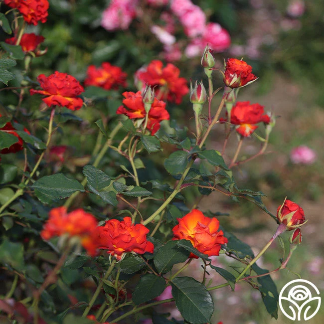 Sunrise At Heirloom™ 9 Sunrise At Heirloom™ - Image 7