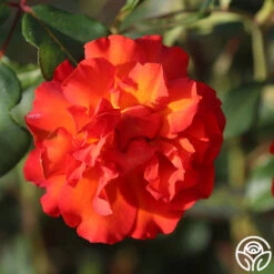 Sunrise At Heirloom™ 24 Sunrise At Heirloom™ -Lovely Rose Shop Sunrise At Heirloom 12