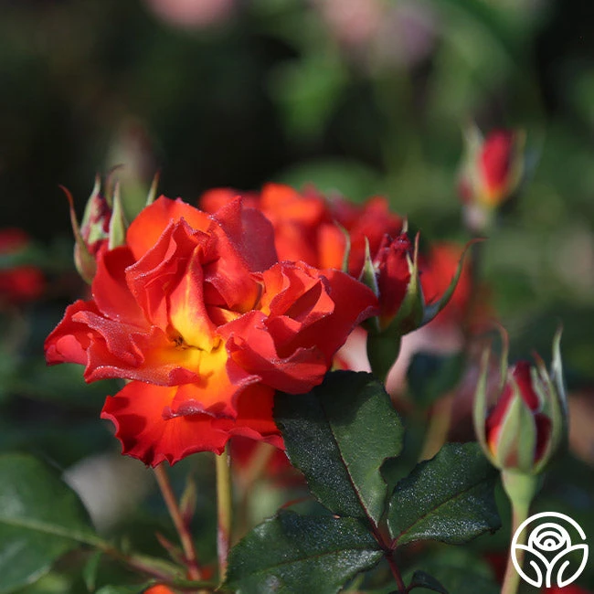 Sunrise At Heirloom™ 7 Sunrise At Heirloom™ - Image 5