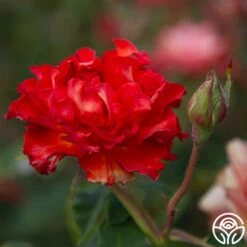 Sunrise At Heirloom™ 17 Sunrise At Heirloom™ -Lovely Rose Shop Sunrise At Heirloom 01