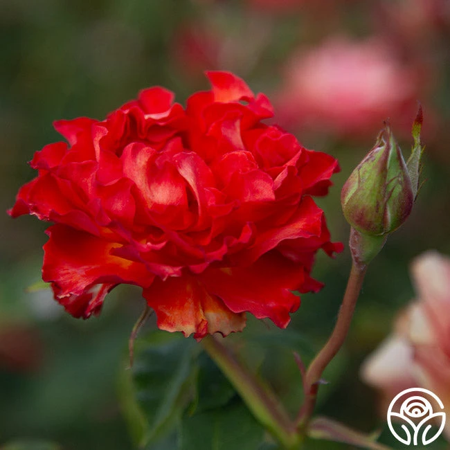 Sunrise At Heirloom™ 5 Sunrise At Heirloom™ - Image 3