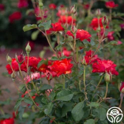 Sunrise At Heirloom™ 20 Sunrise At Heirloom™ -Lovely Rose Shop Sunrise At Heirloom 03