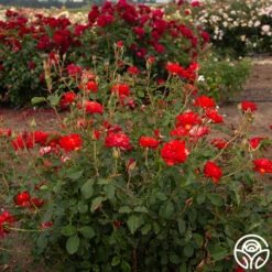 Sunrise At Heirloom™ 16 Sunrise At Heirloom™ -Lovely Rose Shop Sunrise At Heirloom 05