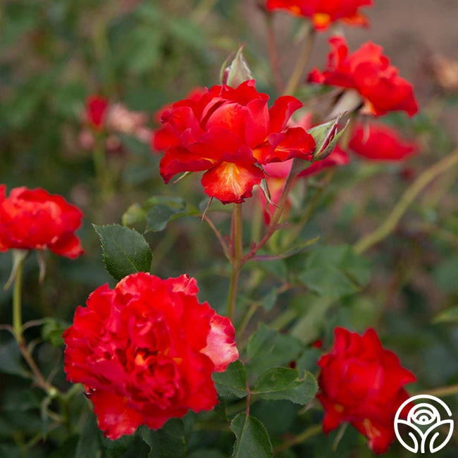 Sunrise At Heirloom™ 6 Sunrise At Heirloom™ - Image 4