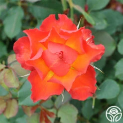 Sunrise At Heirloom™ 22 Sunrise At Heirloom™ -Lovely Rose Shop Sunrise at Heirloom 9