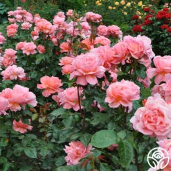 Sweet Fragrance -Lovely Rose Shop Sweet Fragrance 15