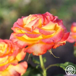 Tequila Sunrise -Lovely Rose Shop Tequila Sunrise 20