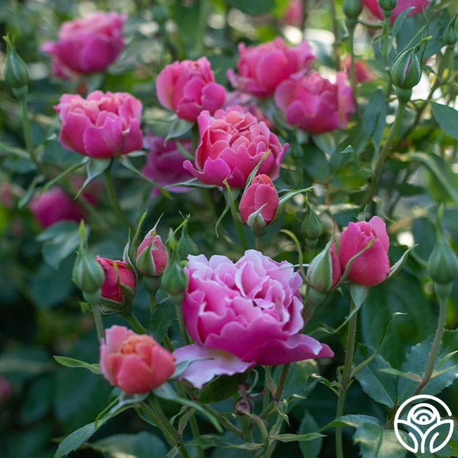 Tequila Supreme™ 5 Tequila Supreme™ - Image 3