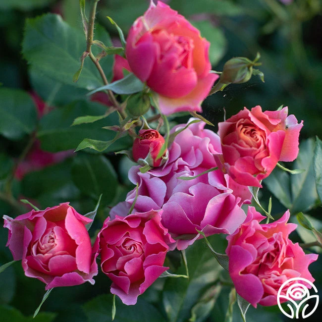 Tequila Supreme™ 4 Tequila Supreme™ - Image 2