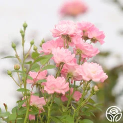 The Fairy -Lovely Rose Shop The Fairy 12