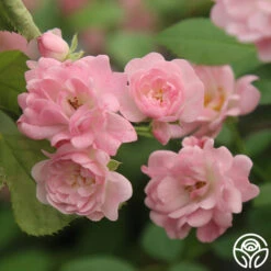 The Fairy -Lovely Rose Shop The Fairy 15