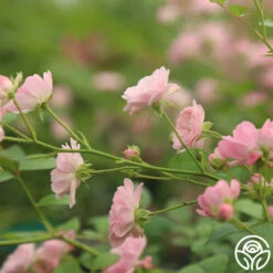 The Fairy -Lovely Rose Shop The Fairy 16