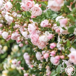 The Generous Gardener™ -Lovely Rose Shop The Generous Gardener 24