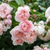The Generous Gardener™ 2 The Generous Gardener™ -Lovely Rose Shop The Generous Gardener 25