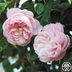 The Generous Gardener™ -Lovely Rose Shop The Generous Gardener 288