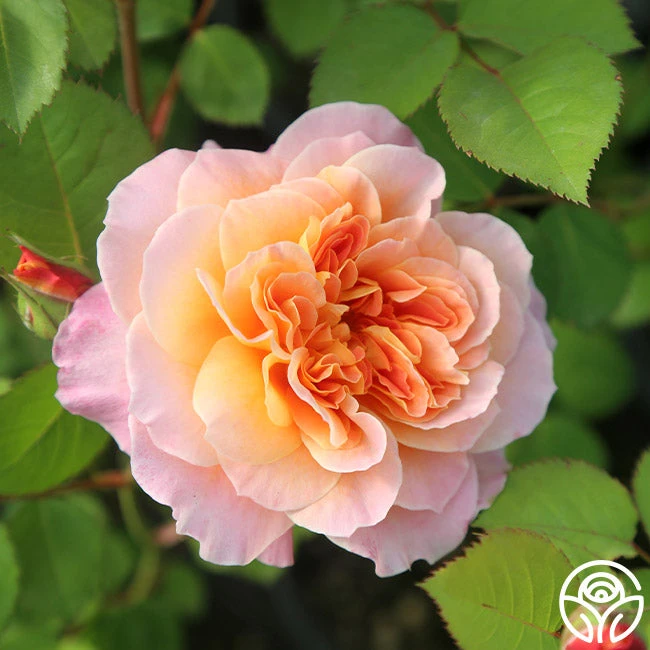 The Impressionist™ 14 The Impressionist™ - Image 12