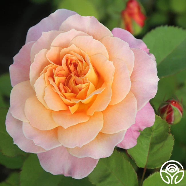 The Impressionist™ 6 The Impressionist™ - Image 4