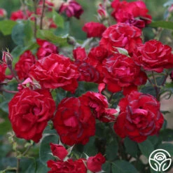 Lady In Red™ -Lovely Rose Shop The Lady In Red 4