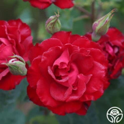 Lady In Red™ -Lovely Rose Shop The Lady In Red 8