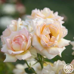 The Lady -Lovely Rose Shop The Lady 06