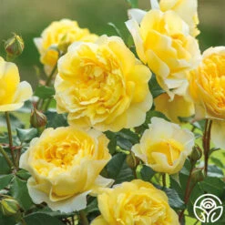 The Poet's Wife -Lovely Rose Shop The Poet s Wife 11