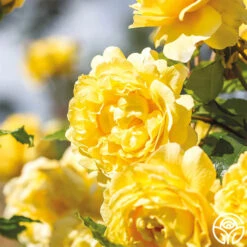 The Poet's Wife -Lovely Rose Shop The Poet s Wife 12