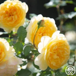 The Poet's Wife -Lovely Rose Shop The Poet s Wife 14