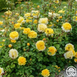 The Poet's Wife -Lovely Rose Shop The Poet s Wife 15