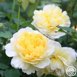 The Poet's Wife -Lovely Rose Shop The Poet s Wife 16