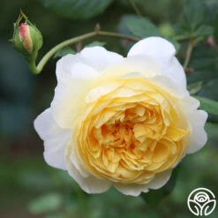 The Poet's Wife -Lovely Rose Shop The Poet s Wife 17