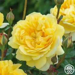 The Poet's Wife -Lovely Rose Shop The Poet s Wife 19