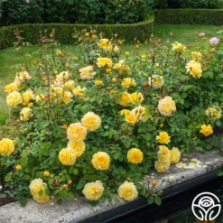 The Poet's Wife -Lovely Rose Shop The Poet s Wife 20