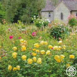 The Poet's Wife -Lovely Rose Shop The Poet s Wife 21