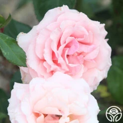 Tournament Of Roses 10 Tournament Of Roses -Lovely Rose Shop Tournament of Roses 11