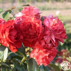 Tropical Lightning -Lovely Rose Shop Tropical Lightning 11