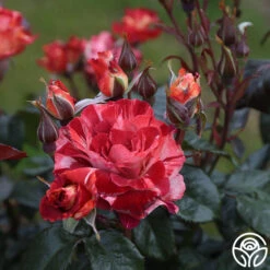 Tropical Lightning -Lovely Rose Shop Tropical Lightning 17