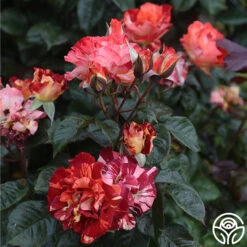 Tropical Lightning -Lovely Rose Shop Tropical Lightning 19