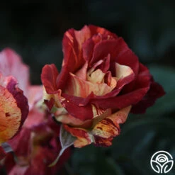 Tropical Lightning -Lovely Rose Shop Tropical Lightning 20