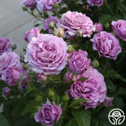 Violet's Pride™ -Lovely Rose Shop Violet s Pride 11