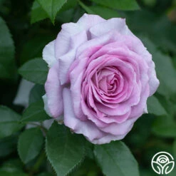 Violet's Pride™ -Lovely Rose Shop Violet s Pride 11111