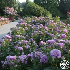 Violet's Pride™ -Lovely Rose Shop Violet s Pride 15