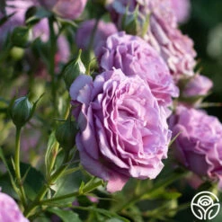 Violet's Pride™ -Lovely Rose Shop Violet s Pride 21