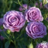 Violet's Pride™ -Lovely Rose Shop Violet s Pride 345