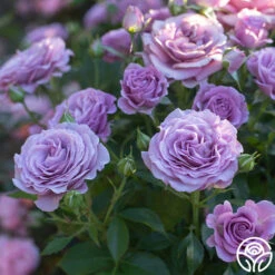 Violet's Pride™ -Lovely Rose Shop Violet s Pride 243