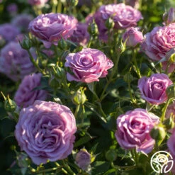 Violet's Pride™ -Lovely Rose Shop Violet s Pride 32456